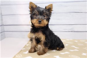 Christian - Yorkshire Terrier - Yorkie for sale