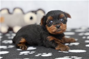 Jillian - puppy for sale