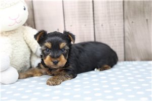 Asher - puppy for sale