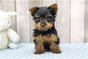Camila - Yorkshire Terrier - Yorkie for sale