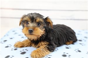 Sullivan - Yorkshire Terrier - Yorkie for sale