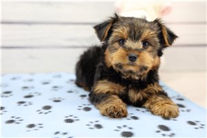 Reid - Yorkshire Terrier - Yorkie for sale