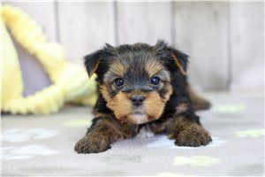 Patricia - puppy for sale