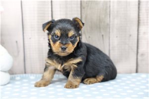 Arlo, a Yorkie puppy