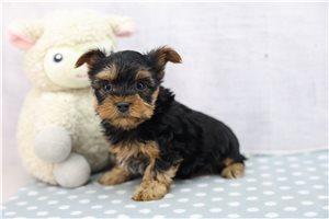 Charles - Yorkshire Terrier - Yorkie for sale