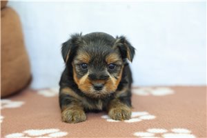 Reid - Yorkshire Terrier - Yorkie for sale