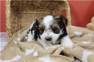 Rebecca - Yorkshire Terrier - Yorkie for sale