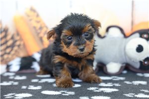 Jillian - puppy for sale