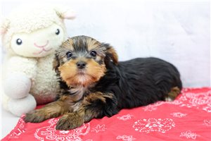Patricia - Yorkshire Terrier - Yorkie for sale