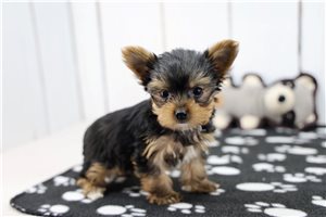 Faith - Yorkshire Terrier - Yorkie for sale