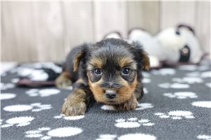 Lucas - Yorkshire Terrier - Yorkie for sale