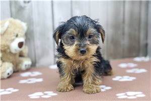Sawyer - Yorkshire Terrier - Yorkie for sale