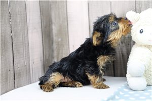 Sophie - Yorkshire Terrier - Yorkie for sale