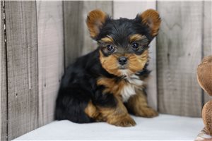 Roscoe - Yorkshire Terrier - Yorkie for sale