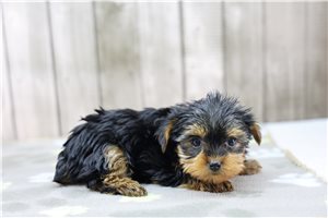Sophie - Yorkshire Terrier - Yorkie for sale