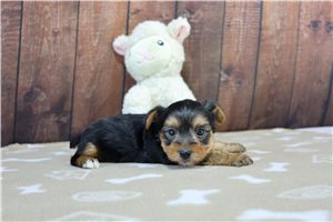 Angie - Yorkshire Terrier - Yorkie for sale