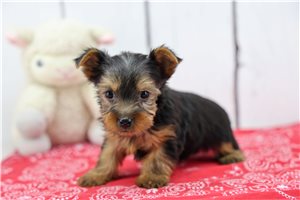 Hank - Yorkshire Terrier - Yorkie for sale