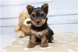 Leslie - Yorkshire Terrier - Yorkie for sale