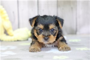 Prue - puppy for sale