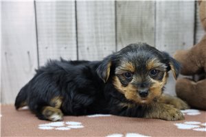 Rico - Yorkshire Terrier - Yorkie for sale