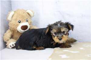 Patricia - Yorkshire Terrier - Yorkie for sale