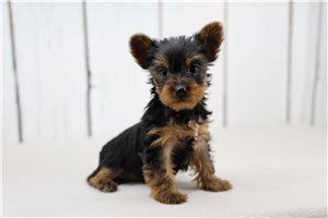Holland - Yorkshire Terrier - Yorkie for sale