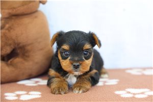 Roscoe - puppy for sale