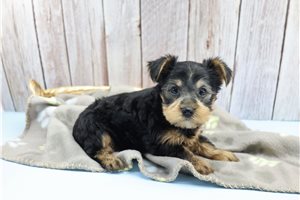 Ace - Yorkshire Terrier - Yorkie for sale