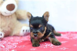 Bailey - puppy for sale