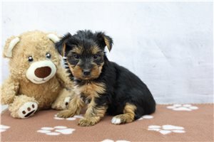 Freya - puppy for sale
