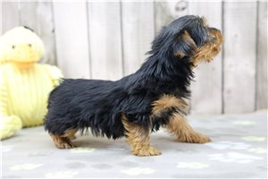 Sherri - Yorkshire Terrier - Yorkie for sale