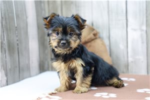 Cameron - Yorkshire Terrier - Yorkie for sale
