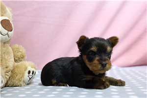 Winifred - Yorkshire Terrier - Yorkie for sale