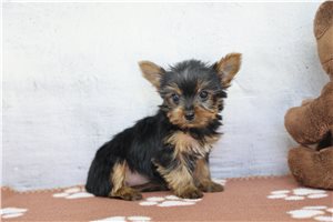 Bailey - Yorkshire Terrier - Yorkie for sale