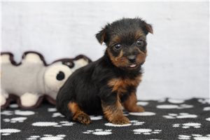 Jules - puppy for sale