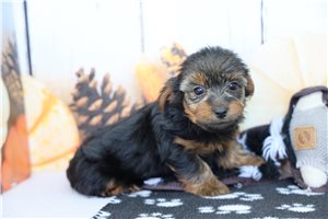 James - puppy for sale