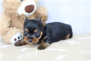 Bailey - Yorkshire Terrier - Yorkie for sale