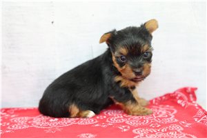 Brianna - Yorkshire Terrier - Yorkie for sale