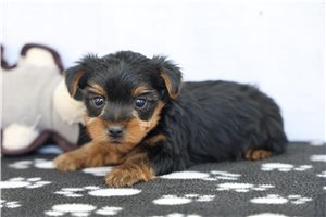 Sullivan - Yorkshire Terrier - Yorkie for sale
