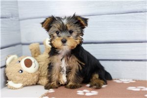 Patricia - Yorkshire Terrier - Yorkie for sale