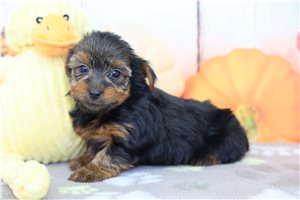 James - Yorkshire Terrier - Yorkie for sale