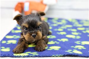 Arkin - puppy for sale