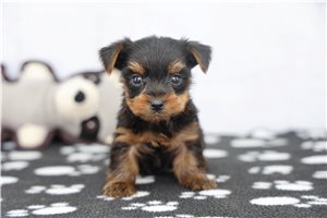 Jaxon - puppy for sale