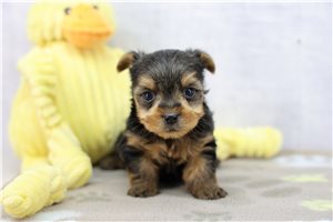 Sully - puppy for sale