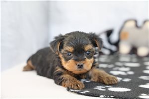 Sophie - puppy for sale