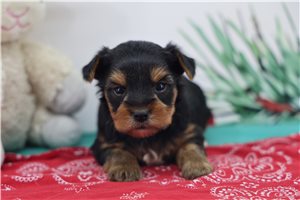 Cooper - puppy for sale