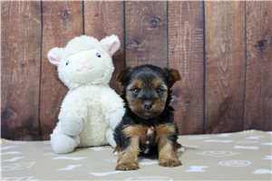 Alvin - Yorkshire Terrier - Yorkie for sale