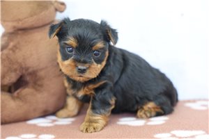 Reba - puppy for sale
