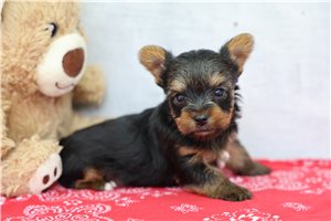 Benson - Yorkshire Terrier - Yorkie for sale