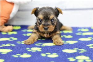 Angel - Yorkshire Terrier - Yorkie for sale
